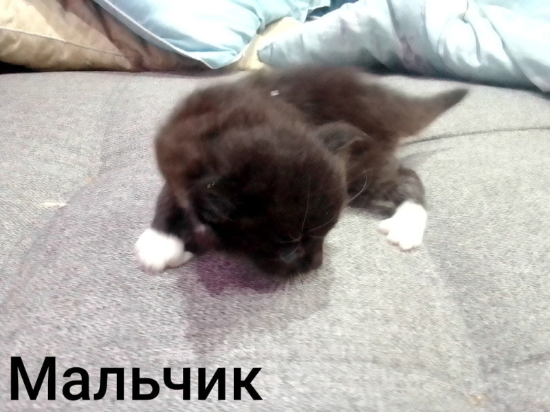 Котята в добрые руки