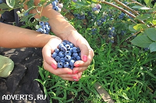 Продаём саженцы голубики садовой высокорослой.