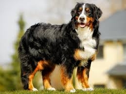 Bernese Mountain Dog от заводчика