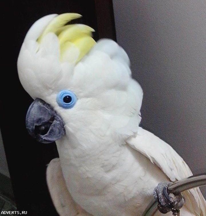 Синеочковый какаду (Cacatua ophthalmica) - ручные птенцы