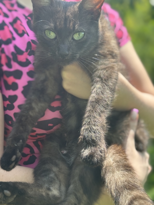 КОШКА В ДОБРЫЕ РУКИ