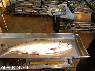 Предлагаем на продажу Кету ПСГ