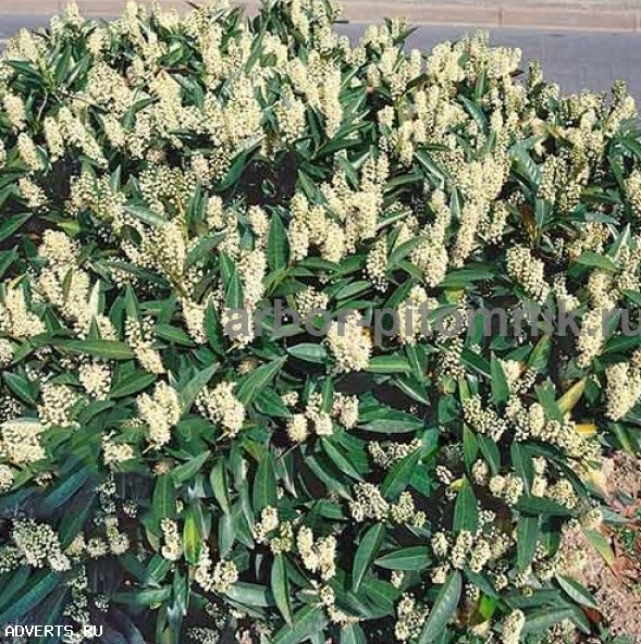 Сакура (вишня японская декоративная) в горшках для посадки