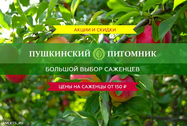 Осенняя распродажа в Пушкинском питомнике декоративных растений