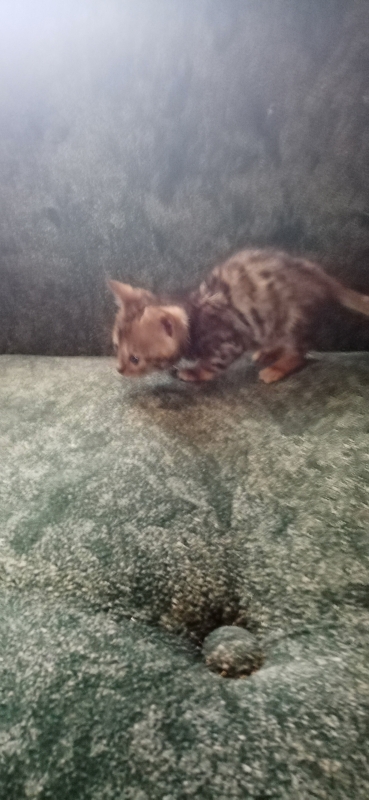 Бенгальские котята
