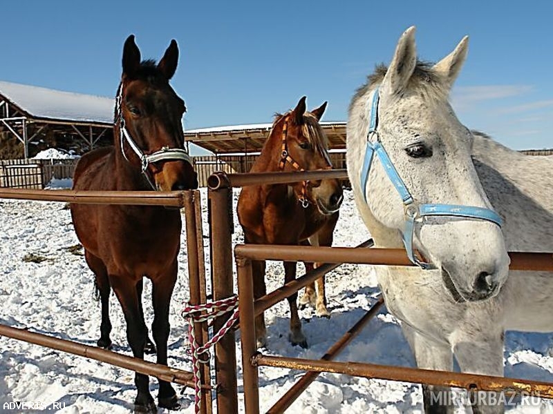 Зимний отдых на природе в Подмосковье!