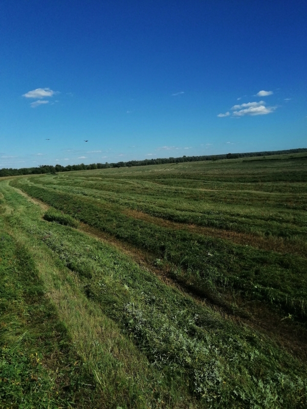 Луговое хорошее душистое с залевных лугов сено