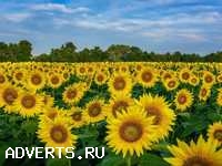 Реализуем Подсолнечник, качество ГОСТ.