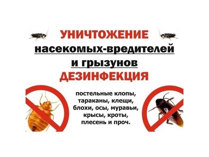 Дезинфекция Дезинсекция