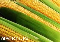 Реализуем Кукурузу 1, 2 класса, качество ГОСТ.
