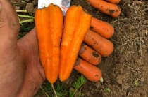 Морковь оптом напрямую от производителя, сетевого качества.