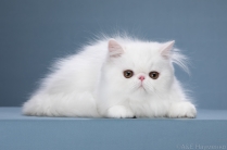 Продажа персидских котят.