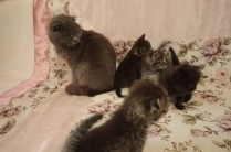 Котята
