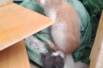 Отдам двух котят в добрые руки