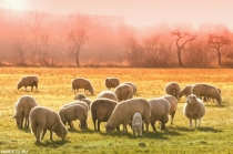 Овцы мясных пород живым весом.
