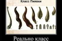 Репетитор по биологии