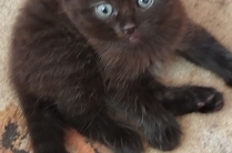 Котята