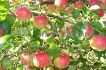 Саженцы яблони из питомника, с доставкой и посадкой по низкой цене