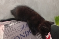 Котенок в добрые руки