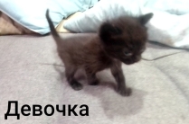 Котята в добрые руки