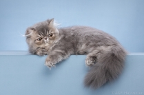 Продажа персидских котят.