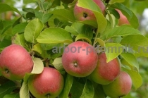 Крупномеры яблонь, саженцы яблони и плодовых деревьев из питомника