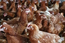 Куры несушки