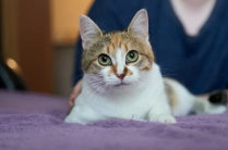 Классная кошечка в добрые руки