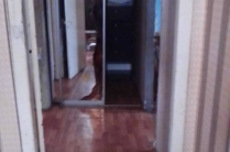 Сдам недорого квартиру