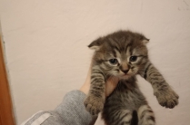 Котята