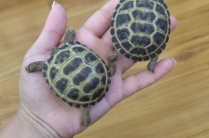 Сухопутные черепахи