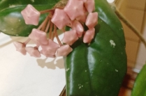 Продаю восковой плющ (лиана)