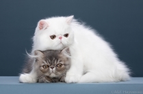 Продажа персидских котят.