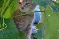 Котенок в заботливые руки