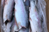 Оптавая поставка морепродуктов из Ирана