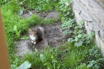 Отдам котят в хорошие руки