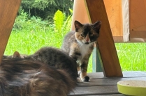 Отдам котят в хорошие руки