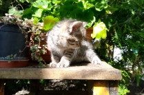Котята