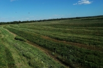 Луговое хорошее душистое с залевных лугов сено