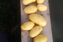 Картофель оптом нового урожая – сорт Мелодия, мытый