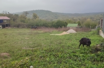 Продается участок под ИЖС рядом с живописным лесом в с. Грушевка