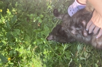 КОШКА В ДОБРЫЕ РУКИ