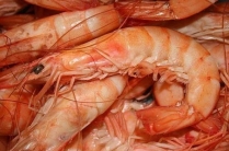 Оптавая поставка морепродуктов из Ирана