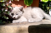 Котята