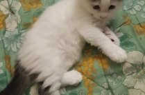 Отдам в хорошие руки маленькую кошечку