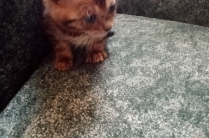 Бенгальские котята