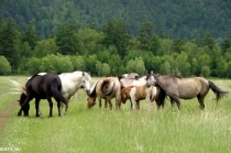 Лошади и жеребята от производителя.